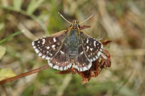 Réf. 309 569 : Spialia sertorius